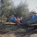 Vareando olivos para la obtención de Aceite de Oliva