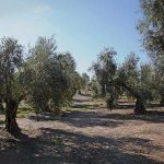 Aceite de oliva virgen extra procedente de olivar ecológico