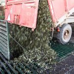 Entregando aceitunas en almazara La Unidad - Certificados de calidad AENOR ISO 14001 y 9001, IFS Food, BRC, Denominación de Origen Monterrubio