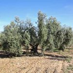 Olivo centenario en producción ecológica para la elaboración de aceite de oliva ecológico