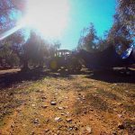 Recogida de aceitunas para la obtención de aceite de oliva ecológico