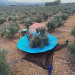 Recogida de aceitunas del olivo para producir aceite virgen extra