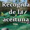 Recogida de la aceituna