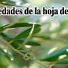 Propiedades de la hoja del olivo
