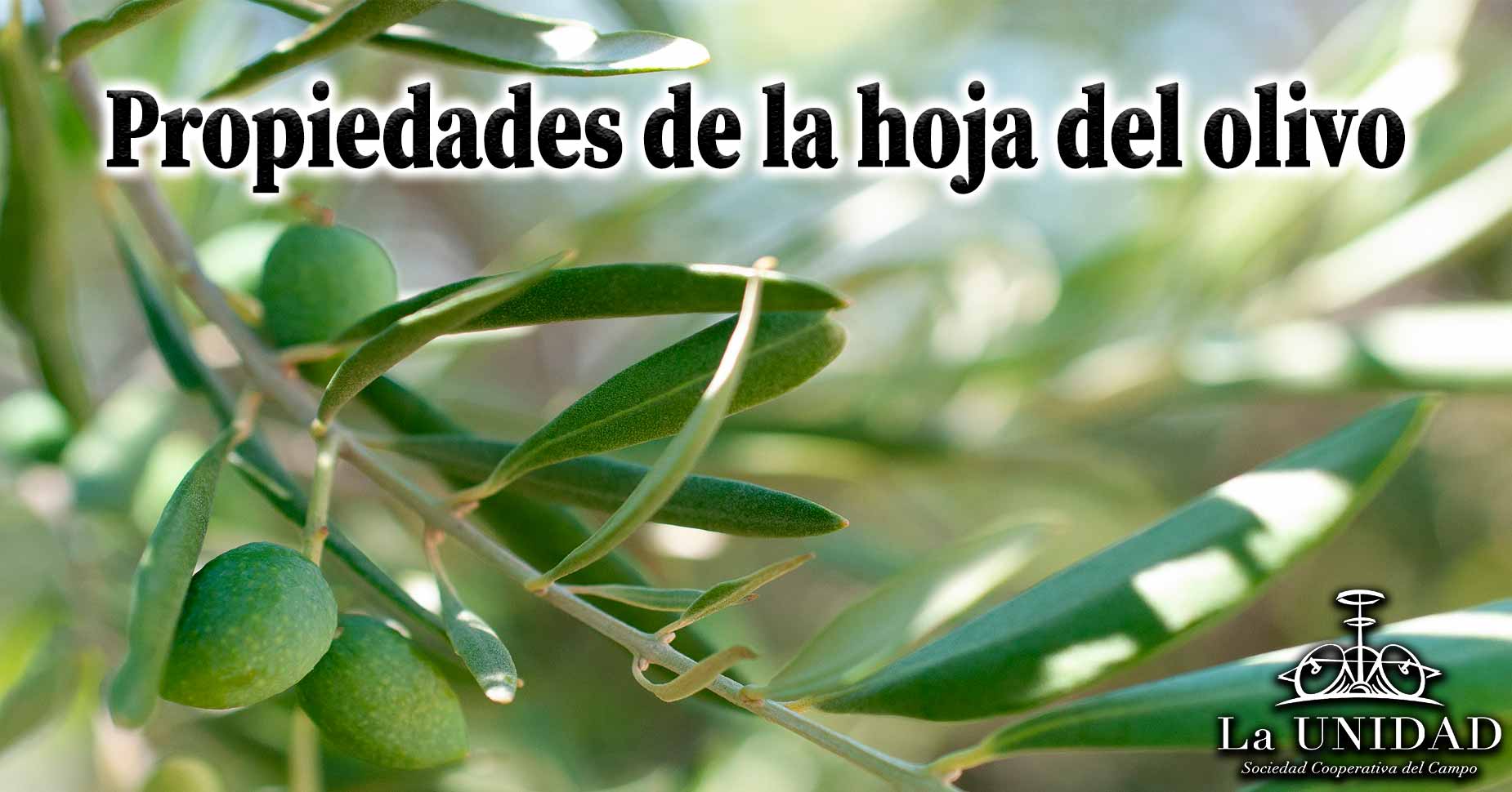 Propiedades de la hoja del olivo, descubre sus beneficios saludables.
