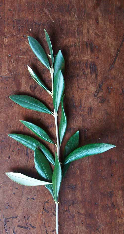 Propiedades de la hoja del olivo, descubre sus beneficios saludables.