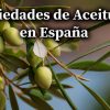 variedad de aceitunas
