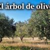 arbol de olivo