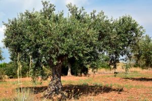 el arbol de olivo